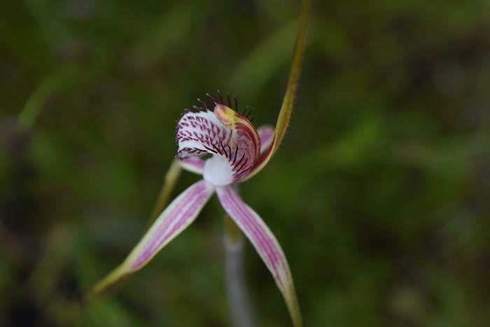 Caladenia - Orchid-spider-0027.JPG